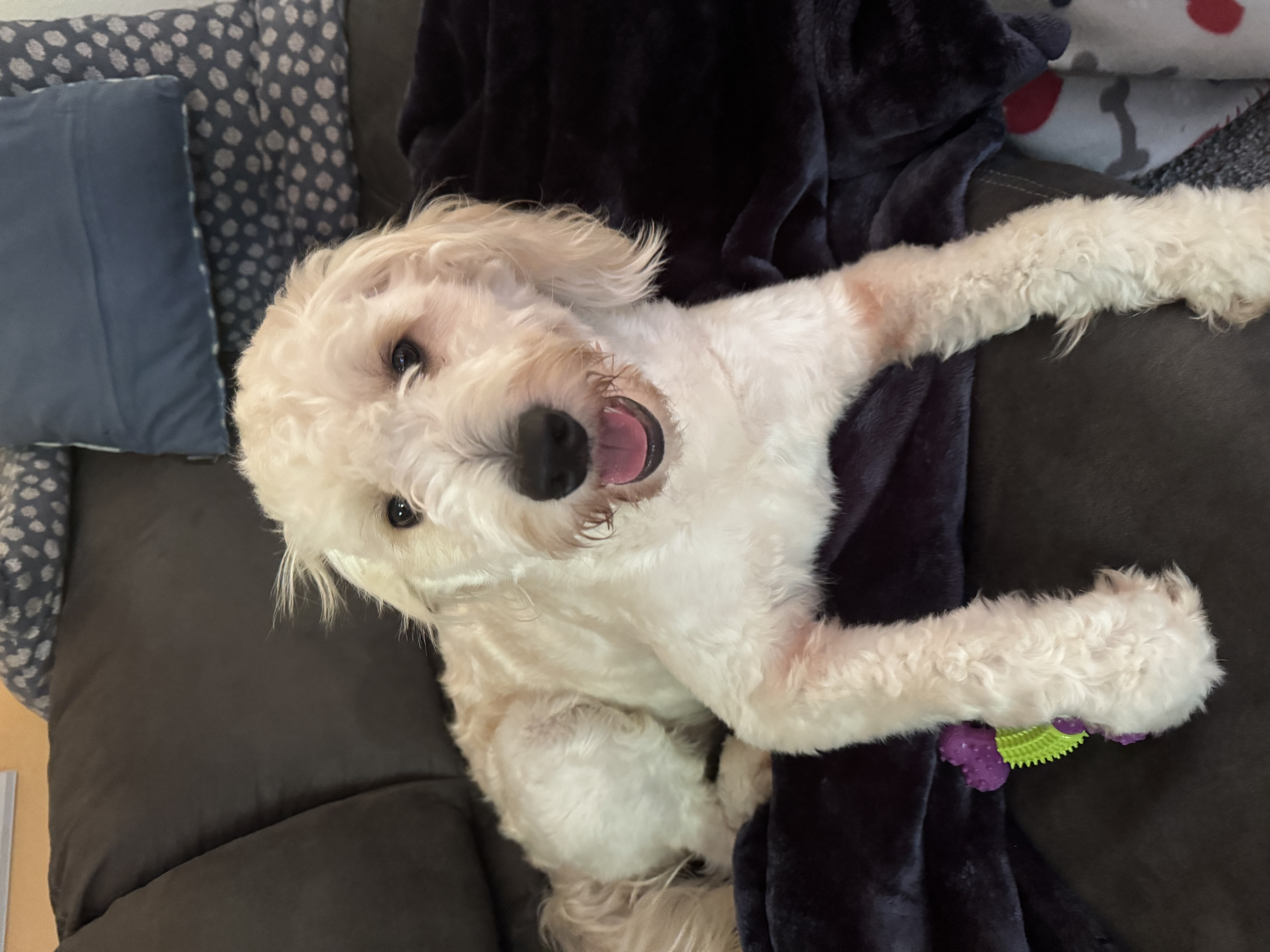 Nimbus ready for breeder inquiries