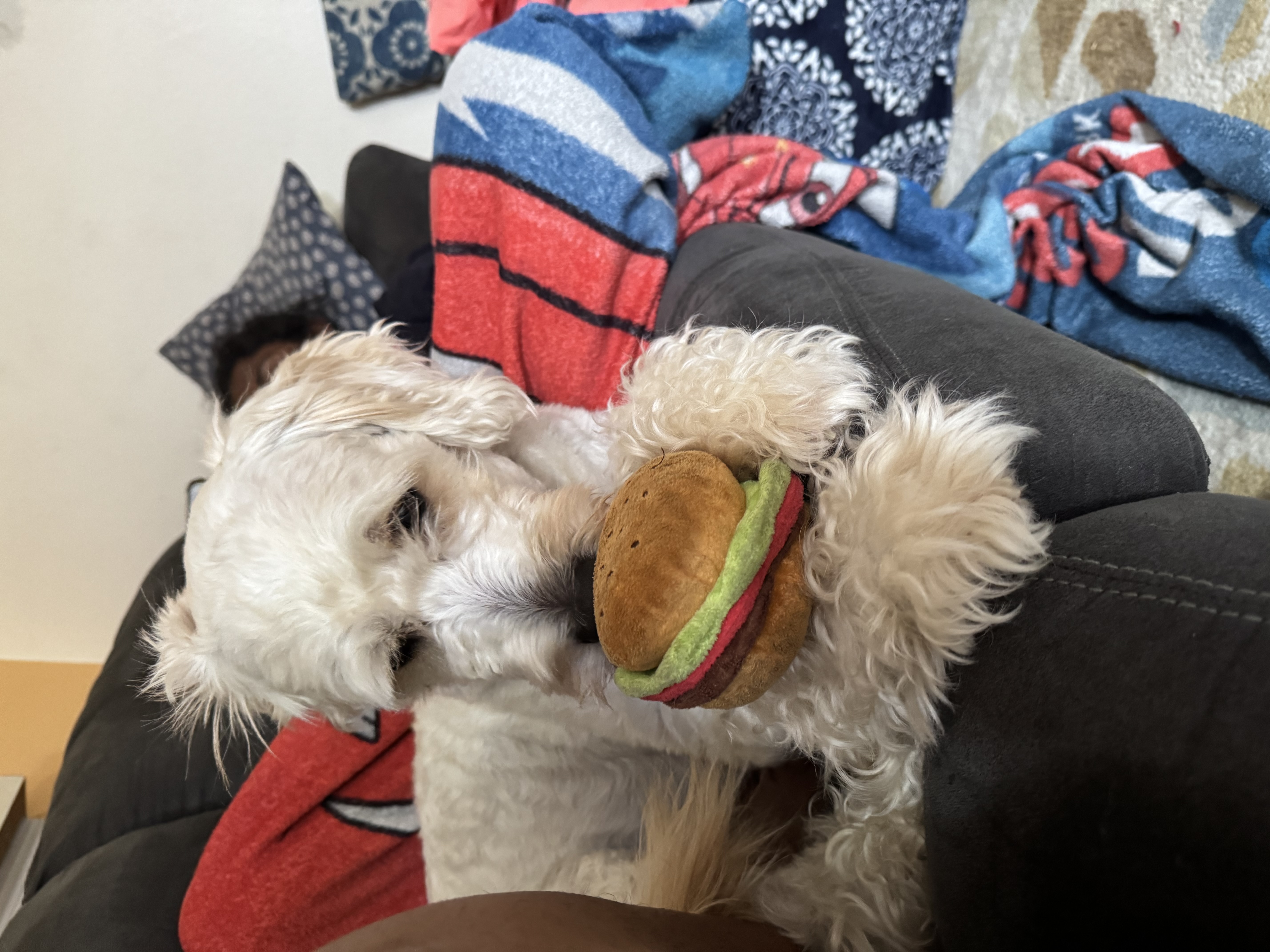 Nimbus stud fee and investment overview