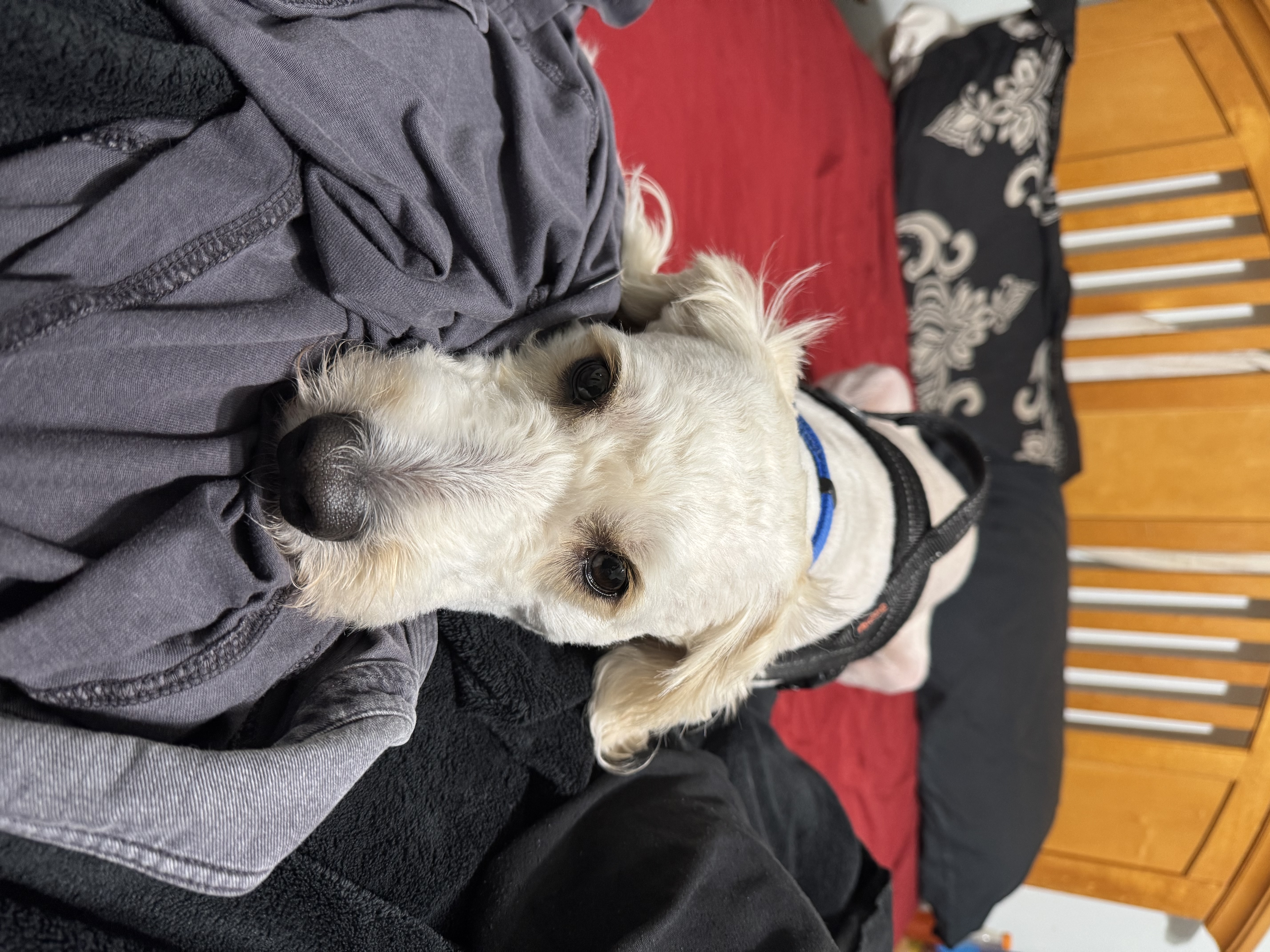 Nimbus ready for local natural tie service