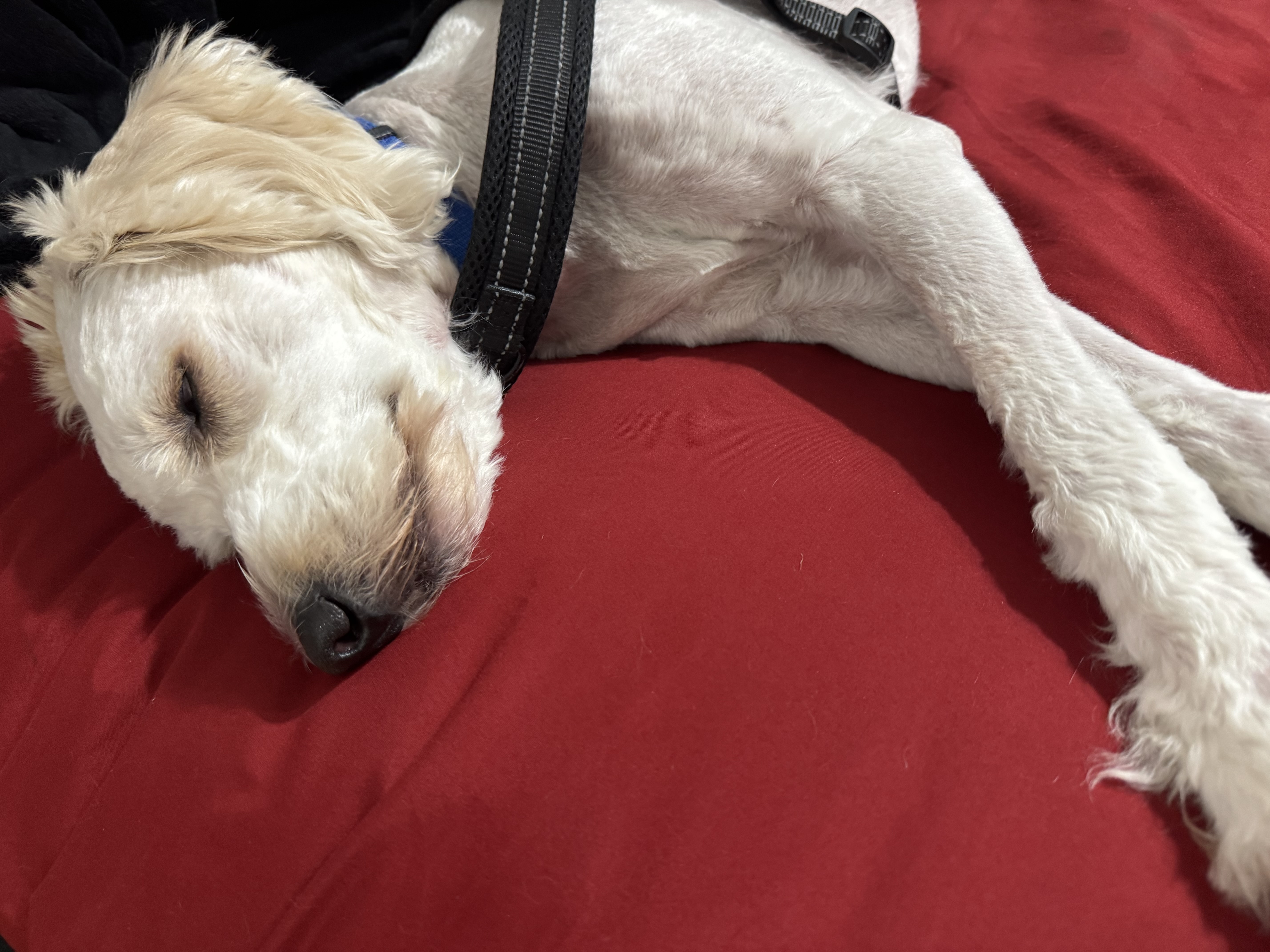 Nimbus terms hero image