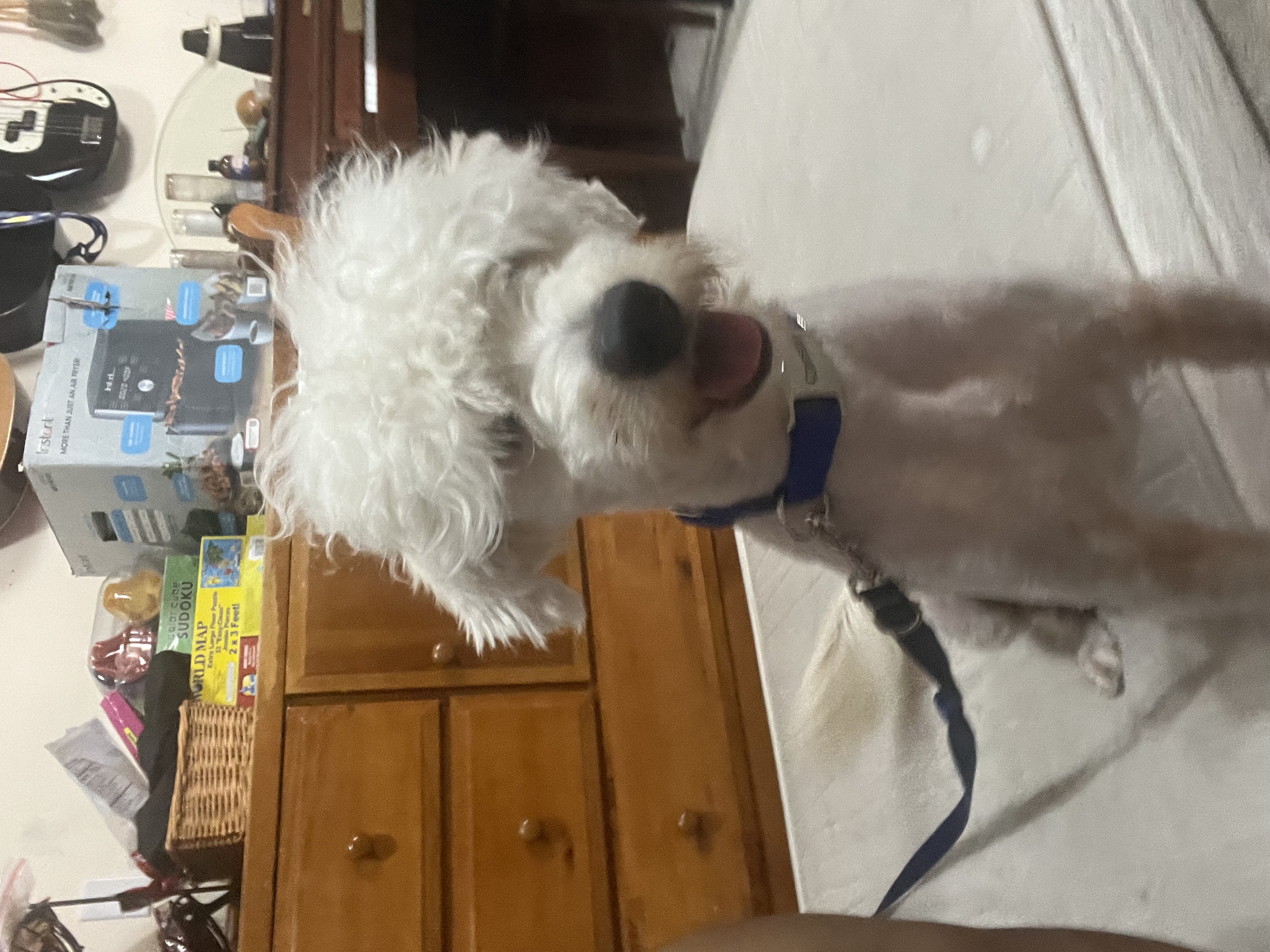 Nimbus lineage portrait