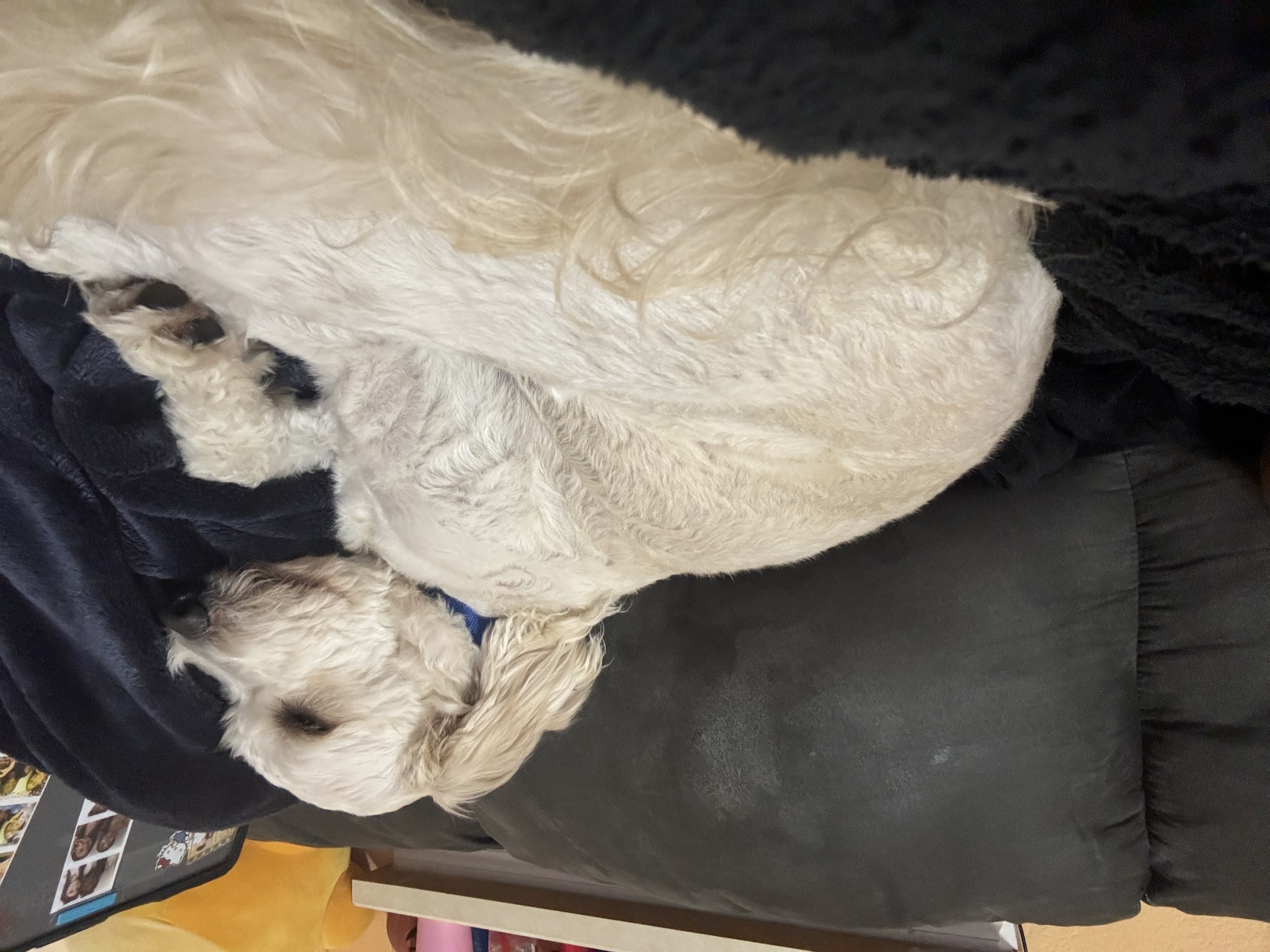 Nimbus Sire resting portrait