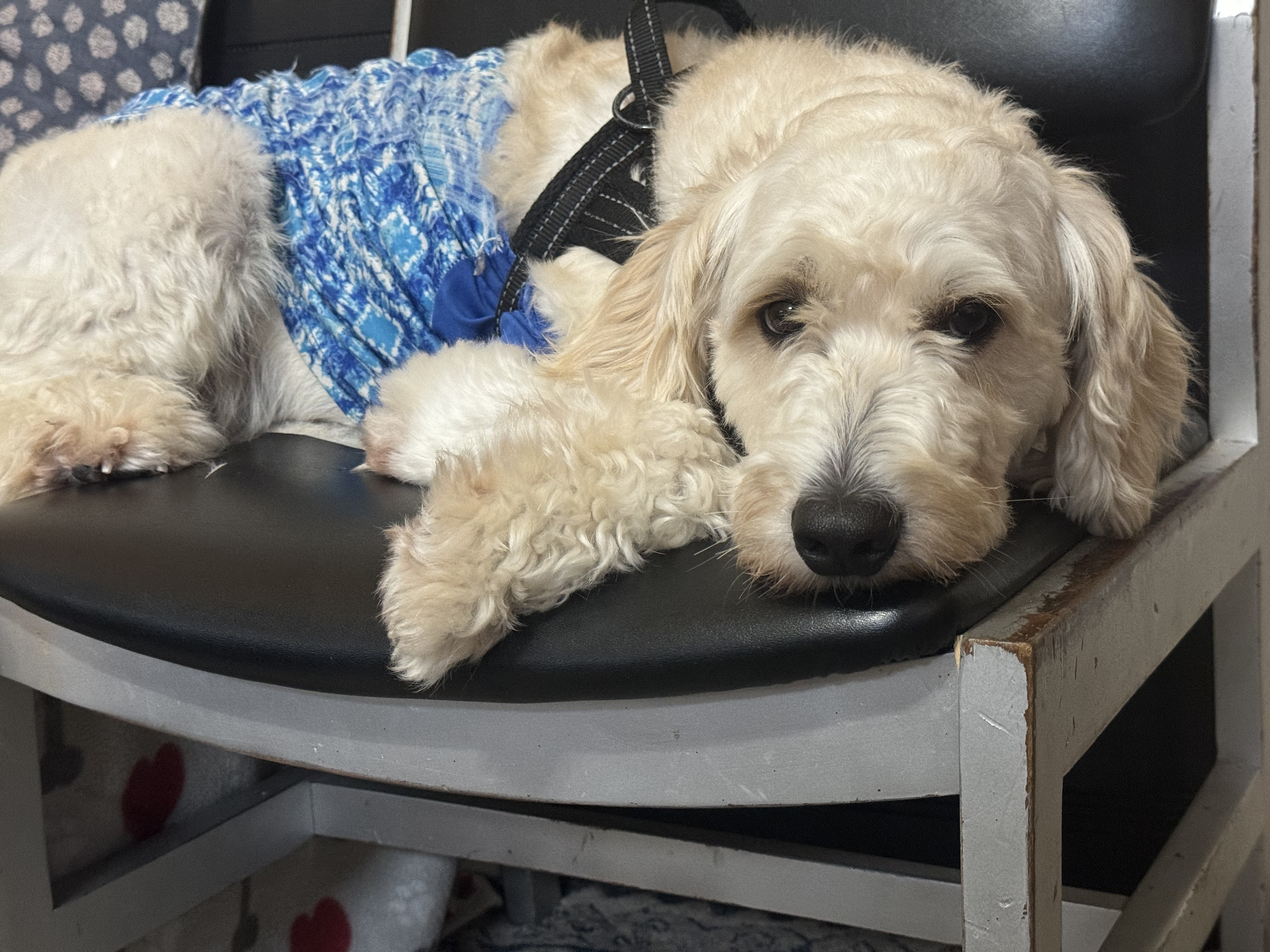 Nimbus expressive look