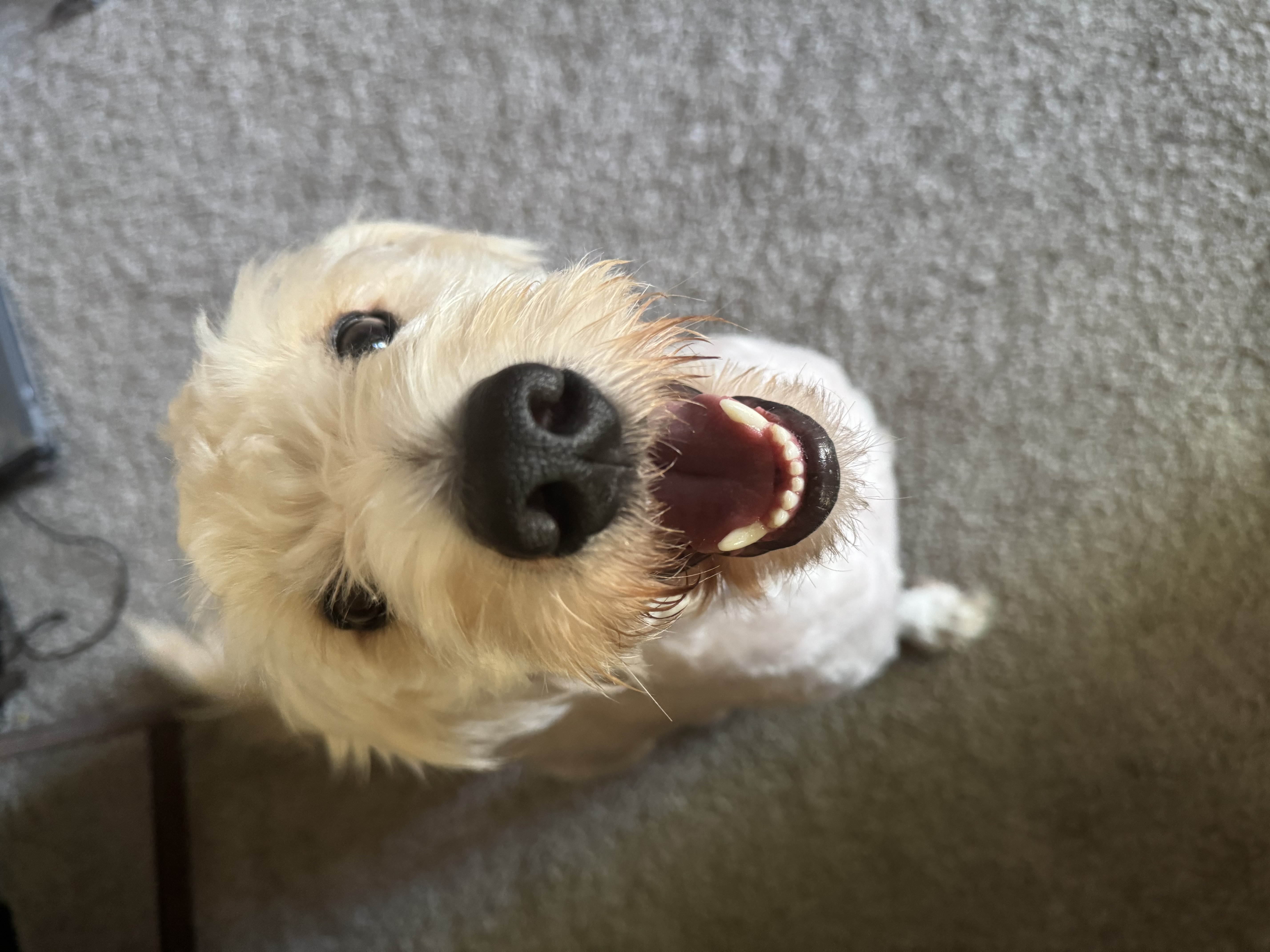 Nimbus portrait four